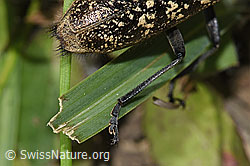 Schusterbock (Monochamus sutor) (F286943) Schusterbock (Monochamus sutor) (F286943)