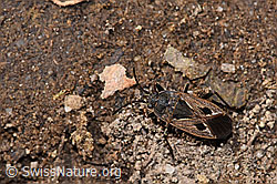 Rhyparochromus pini (20.09.2024, F286949)
