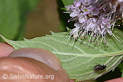 F287373: Rossminze (Mentha longifolia)