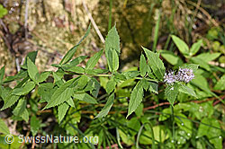 F287375: Rossminze (Mentha longifolia)