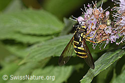 F287386: Gemeine Wespenschwebfliege (Chrysotoxum cautum) auf Rossminze (Mentha longifolia)