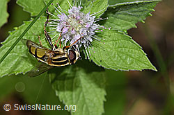 F287422: Grosse Sumpfschwebfliege (Helophilus trivittatus) auf Rossminze (Mentha longifolia)