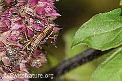 Brombeer-Perlmuttfalter (Brenthis daphne) auf Echtem Dost (Origanum vulgare)