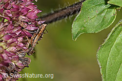 F287441: Rotbraune Sichelwanze (Nabis rugosus) an Echtem Dost (Origanum vulgare)