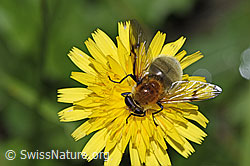 Gelbbraune Gebirgsschwebfliege (Arctophila superbiens) (F287473)