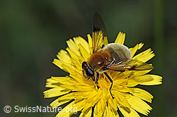 Gelbbraune Gebirgsschwebfliege (Arctophila superbiens) (F287475)