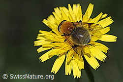 Gelbbraune Gebirgsschwebfliege (Arctophila superbiens) (F287477)