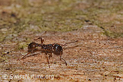 Waldknotenameise (Myrmica ruginodis) (F287506)