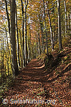 F288158: Wanderweg im herbstlichen Buchenwald