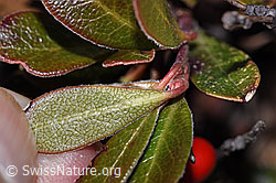 F288925: Immergrüne Bärentraube (Arctostaphylos uva-ursi)