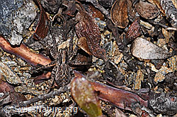 Pfingst-Scheintarantel (Alopecosa farinosa) (03.11.2024, F288928)