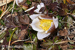 F288932: Frühlings-Anemonen (Pulsatilla vernalis)