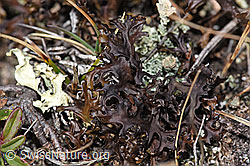 Isländisch Moos (Cetraria islandica) (F288943)