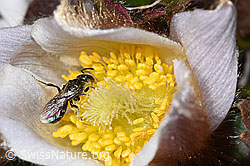 Dunkelgrüne Schmalbiene (Lasioglossum morio) auf Frühlings-Anemone (Pulsatilla vernalis) (F288953)