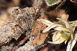 Foto: Wiesen-Dickkopfzikade (Anaceratagallia ribauti)