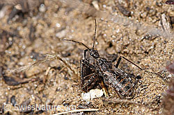 Kurzflügelige Raubwanze (Coranus subapterus) (F288993)