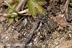 Kurzflügelige Raubwanze (Coranus subapterus) (F288995)