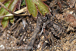 Kurzflügelige Raubwanze (Coranus subapterus) (03.11.2024, F288997)