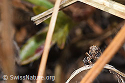 Foto: Wiesen-Dickkopfzikade (Anaceratagallia ribauti)