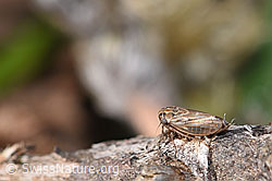 Foto: Wiesen-Dickkopfzikade (Anaceratagallia ribauti)