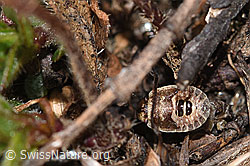 Sciocoris homalonotus (F289039)