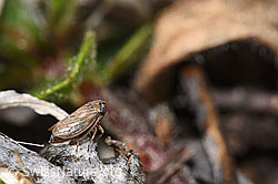 F289044: Wiesen-Dickkopfzikade (Anaceratagallia ribauti)