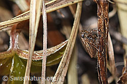 F289053: Wiesen-Dickkopfzikade (Anaceratagallia ribauti)