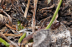 Trapezonotus desertus (Wanze) (F289057)