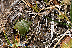 Wacholderwanze (Chlorochroa juniperina) (03.11.2024, F289068)