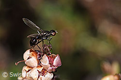 Sepsis cynipsea (Schwingfliege)