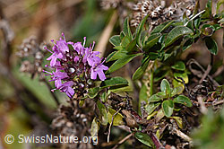 Arznei-Thymian (Thymus pulegioides) (08.11.2024, F289262)