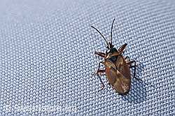 F289283: Fichtenzapfenwanze (Gastrodes abietum)