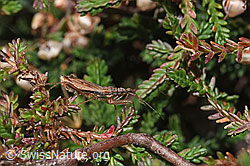 Rotbraune Sichelwanze (Nabis rugosus) an Besenheide (Calluna vulgaris) (F289293)