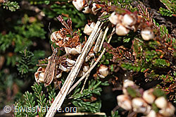 Rotbraune Sichelwanze (Nabis rugosus) an Besenheide (Calluna vulgaris) (F289297)