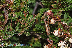 Rotbraune Sichelwanze (Nabis rugosus) an Besenheide (Calluna vulgaris) (F289298)