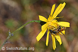 F289314: Rotbeinige Furchenbiene (Halictus rubicundus) auf Blume