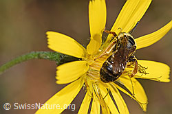F289321: Rotbeinige Furchenbiene (Halictus rubicundus) auf Blume