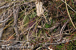 Gemeiner Gebirgsweberknecht (Mitopus morio) (F289356)