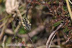 Gemeiner Gebirgsweberknecht (Mitopus morio) (F289358)