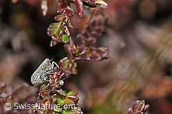 Bunte Graszirpe (Errastunus ocellaris)