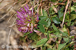 Rot-Klee (Trifolium pratense) (F289368)
