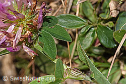 Rot-Klee (Trifolium pratense) (F289370)