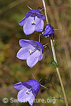 Rautenblättrige Glockenblume (Campanula rhomboidalis) (F289757)