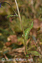 Rautenblättrige Glockenblume (Campanula rhomboidalis) (F289758)