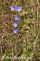Rautenblättrige Glockenblume (Campanula rhomboidalis) (F289763)