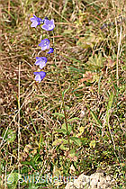 Rautenblättrige Glockenblume (Campanula rhomboidalis) (F289764)
