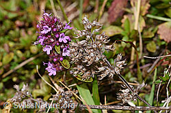 F289772: Arznei-Thymian (Thymus pulegioides)