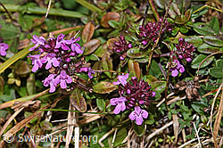 F289778: Arznei-Thymian (Thymus pulegioides)