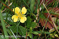 Potentilla erecta (F289781)