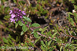 Arznei-Thymian (Thymus pulegioides) (F289783)